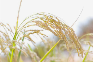「米」へのこだわり